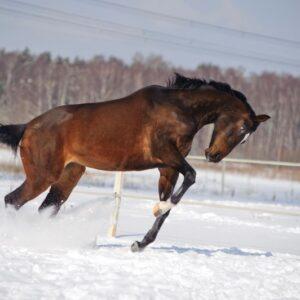 Jak zadbać o kondycję konia w okresie zimowym?