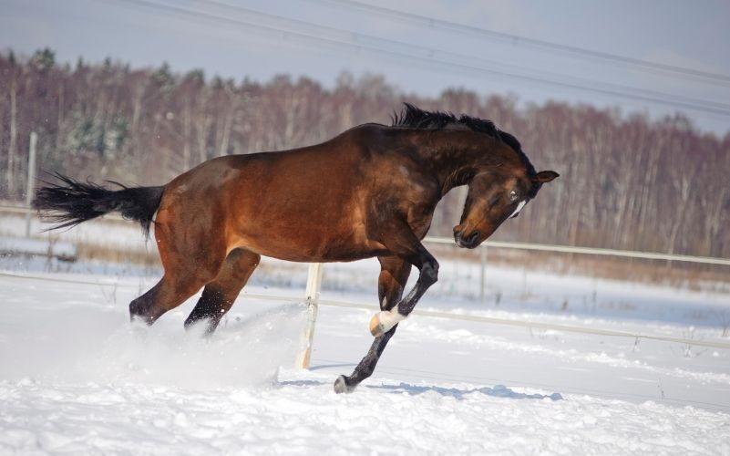 Jak zadbać o kondycję konia w okresie zimowym?